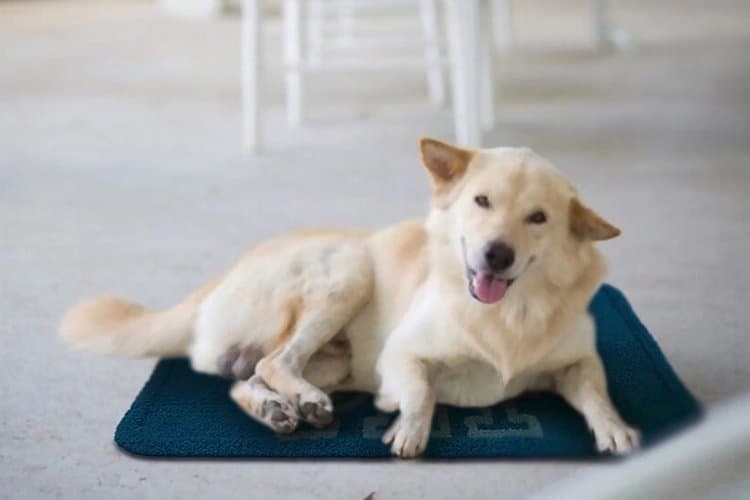 Creativa Pets — Porque ellos también son familia